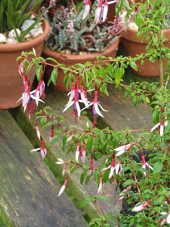 Como plantar Brinco-de-princesa magellanica 'Lady Bacon' (Fuchsia magellanica 'Lady Bacon')_1