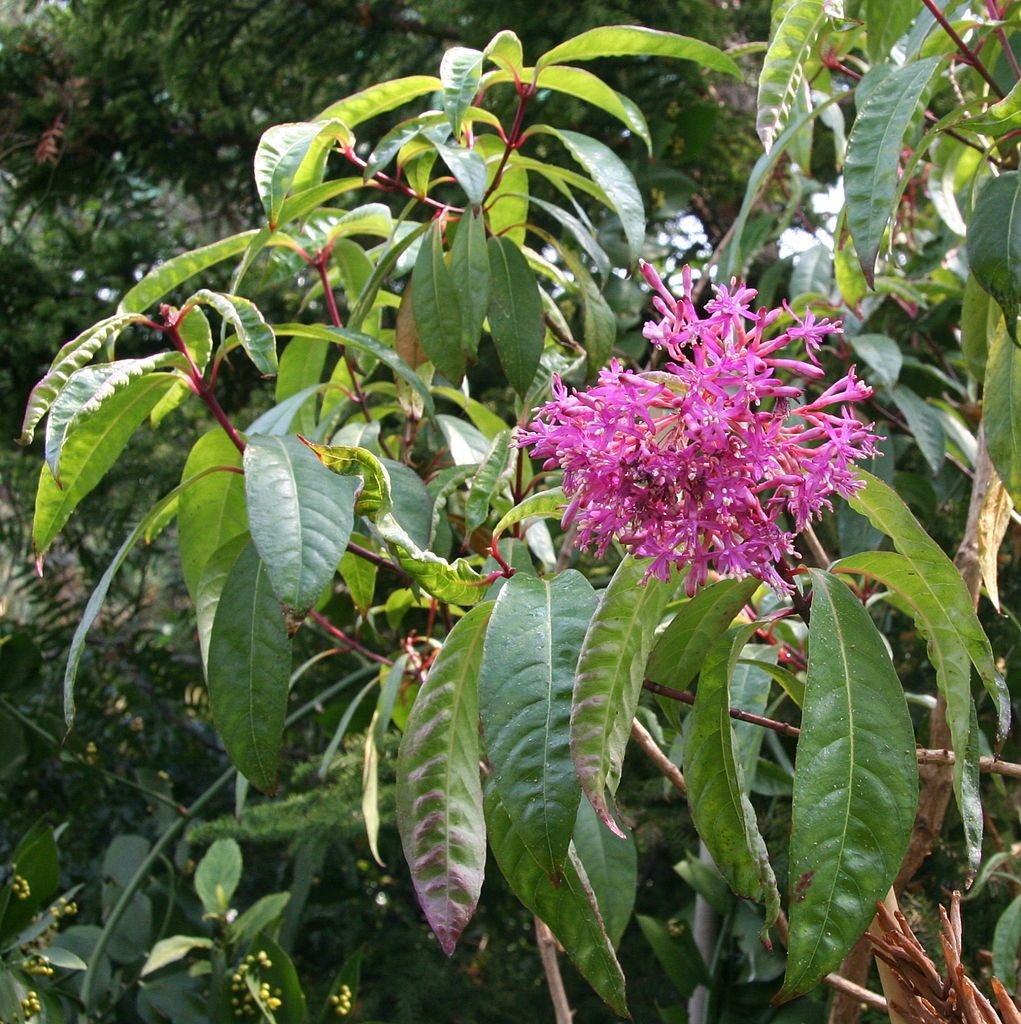 Brinco-de-princesa paniculata (Fuchsia paniculata)