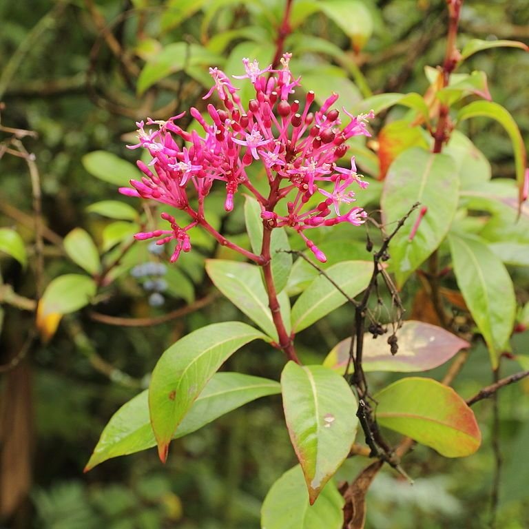 Como plantar Brinco-de-princesa paniculata (Fuchsia paniculata)_1