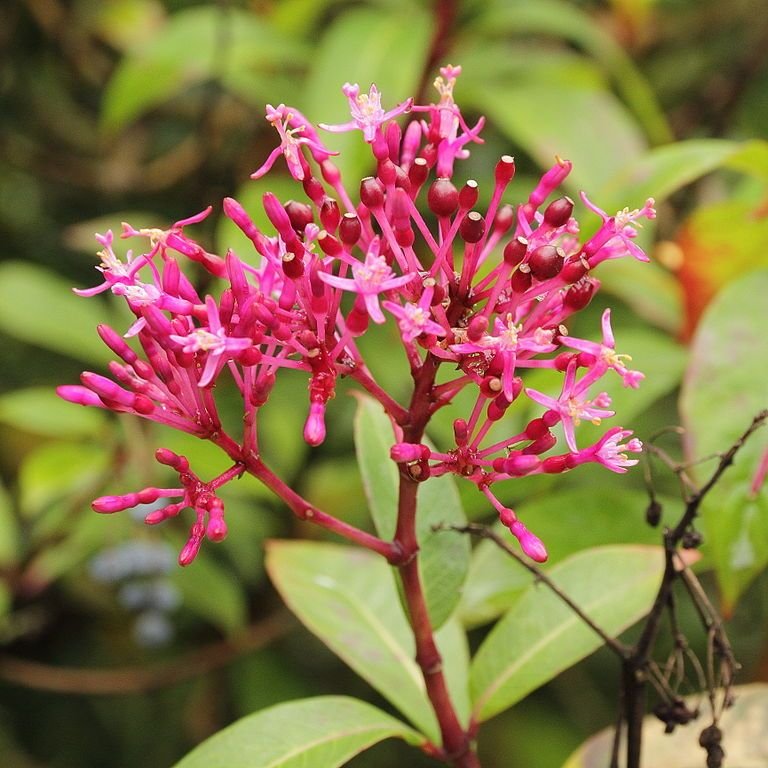 Onde plantar Brinco-de-princesa paniculata (Fuchsia paniculata)_2