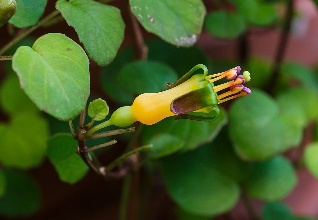 Brinco-de-princesa procumbens (Fuchsia procumbens)