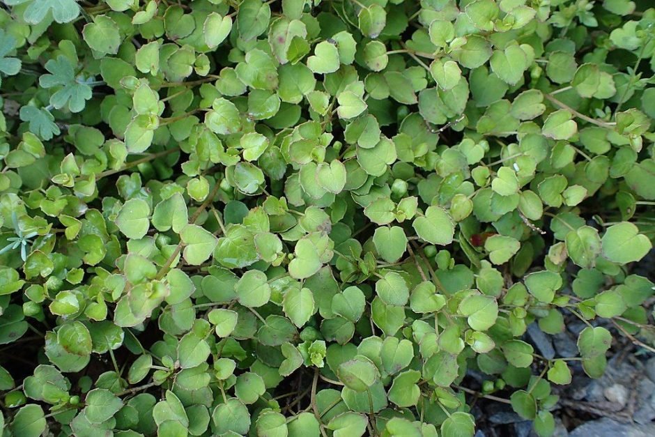 Como plantar Brinco-de-princesa procumbens (Fuchsia procumbens)_1