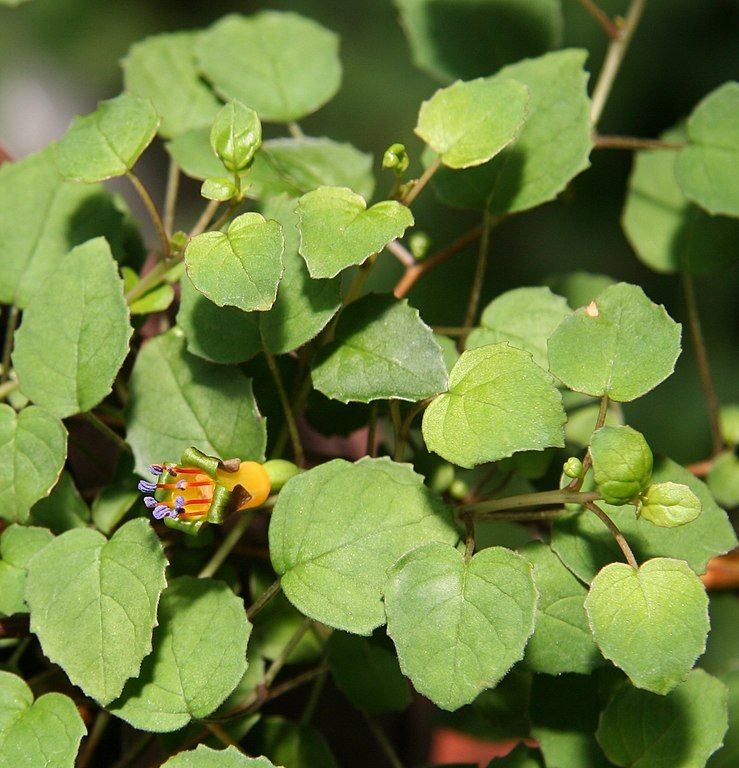 Onde plantar Brinco-de-princesa procumbens (Fuchsia procumbens)_2