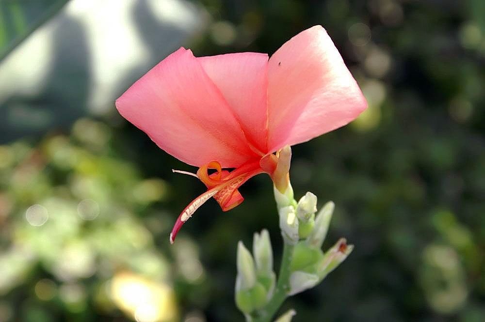 Cana Índica 'Erebus', Cana da Índia 'Erebus' (Canna 'Erebus')