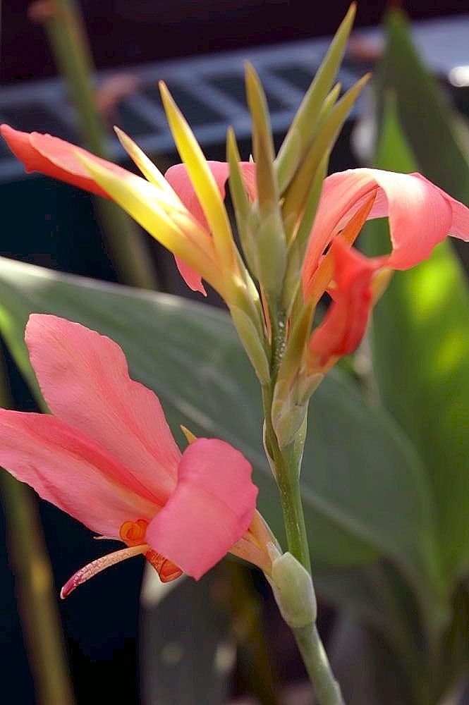 Como plantar Cana Índica 'Erebus', Cana da Índia 'Erebus' (Canna 'Erebus')_1