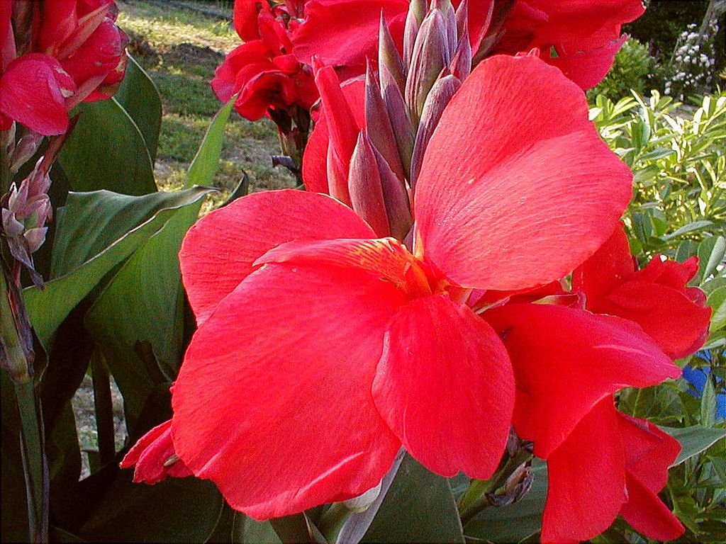 Cana Índica 'President', Cana da Índia 'President' (Canna 'President')