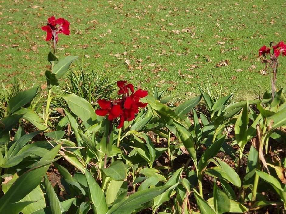 Onde plantar Cana Índica 'President', Cana da Índia 'President' (Canna 'President')_2