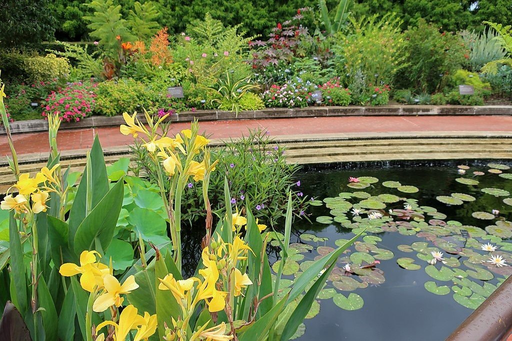 Cana Índica 'Ra', Cana da Índia 'Ra' (Canna 'Ra')