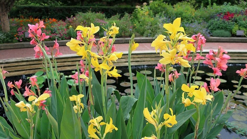 Como plantar Cana Índica 'Ra', Cana da Índia 'Ra' (Canna 'Ra')_1
