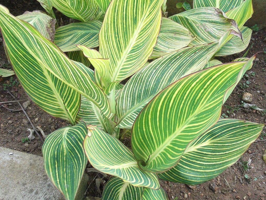 Cana Índica 'Striped Beauty', Cana da Índia 'Striped Beauty' (Canna 'Striped Beauty')