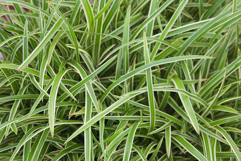 Carex 'Ice Dance' (Carex 'Ice Dance')