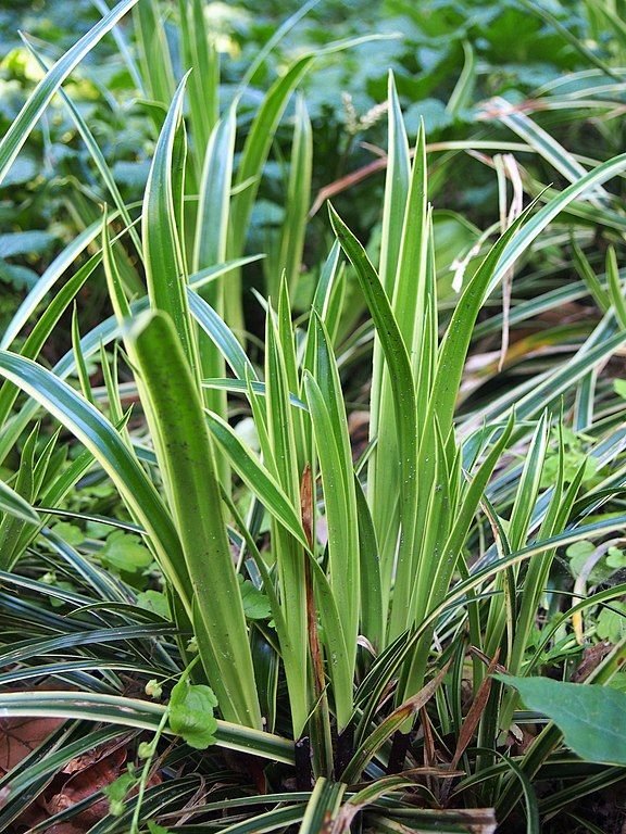 Como plantar Carex 'Ice Dance' (Carex 'Ice Dance')_1