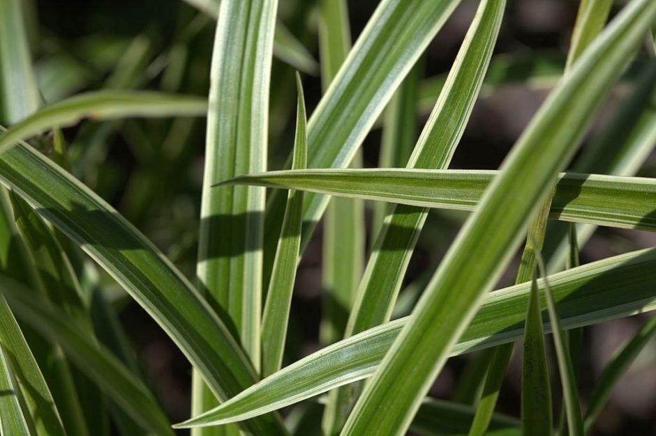 Onde plantar Carex 'Ice Dance' (Carex 'Ice Dance')_2