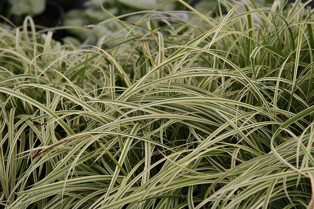 Carex 'Silver Sceptre' (Carex 'Silver Sceptre')
