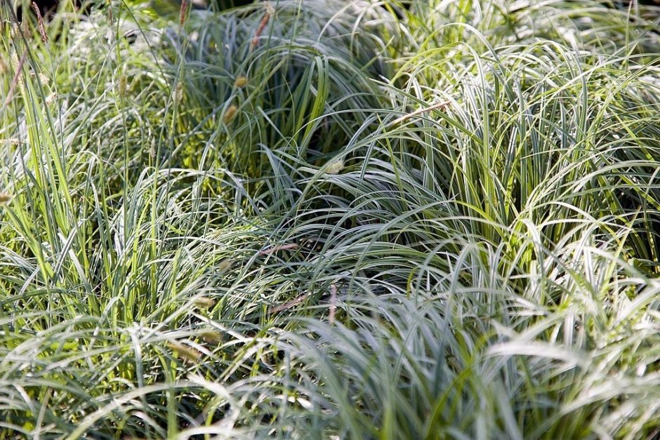 Como plantar Carex 'Silver Sceptre' (Carex 'Silver Sceptre')_1