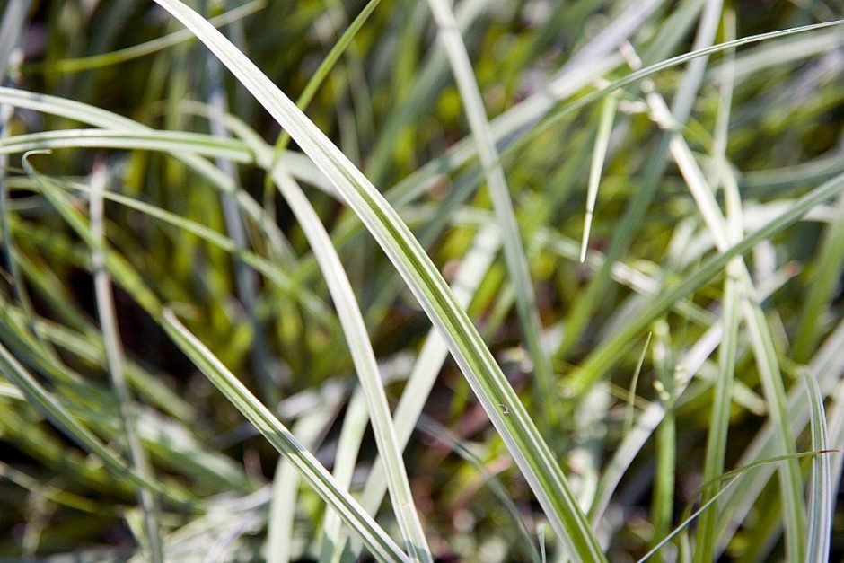 Onde plantar Carex 'Silver Sceptre' (Carex 'Silver Sceptre')_2