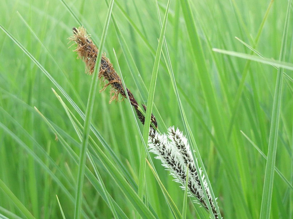 Carex acuta (Carex acuta)