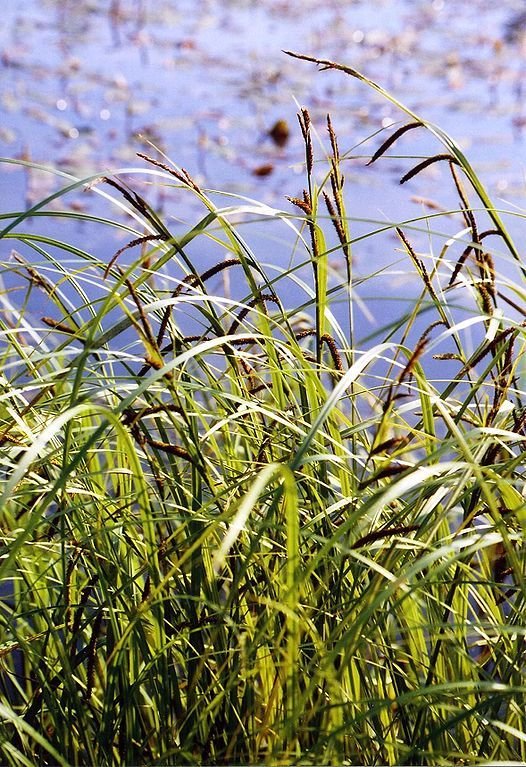 Como plantar Carex acuta (Carex acuta)_1