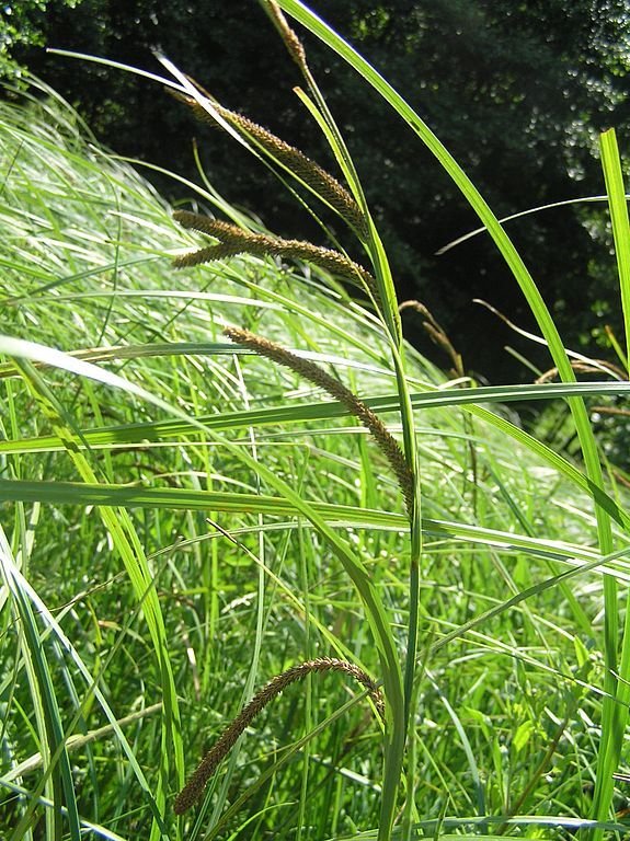 Onde plantar Carex acuta (Carex acuta)_2