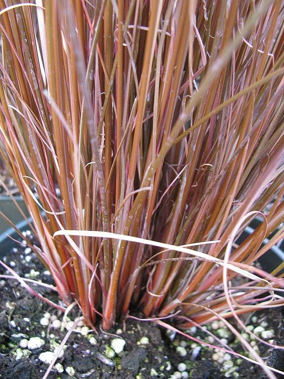 Como plantar Carex buchananii 'Red Rooster' (Carex buchananii 'Red Rooster')_1