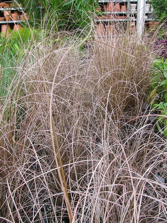 Onde plantar Carex buchananii 'Red Rooster' (Carex buchananii 'Red Rooster')_2