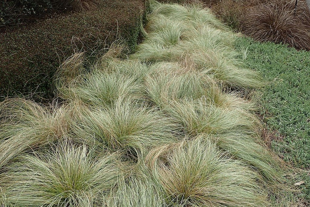 Carex comans 'Frosted Curls' (Carex comans 'Frosted Curls')