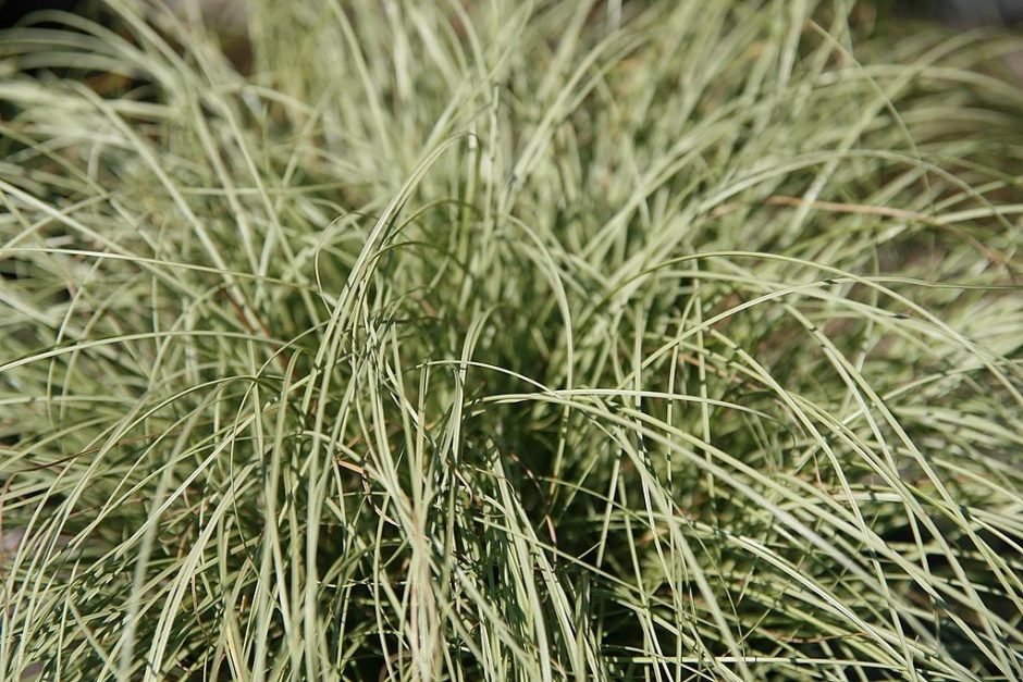 Como plantar Carex comans 'Frosted Curls' (Carex comans 'Frosted Curls')_1