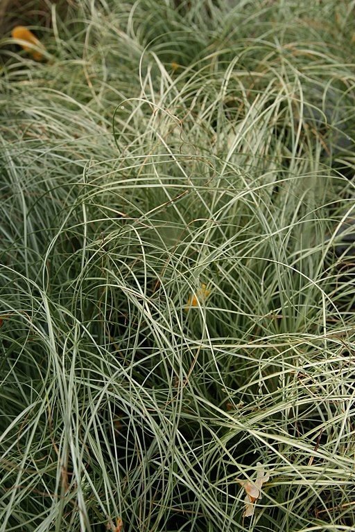 Onde plantar Carex comans 'Frosted Curls' (Carex comans 'Frosted Curls')_2