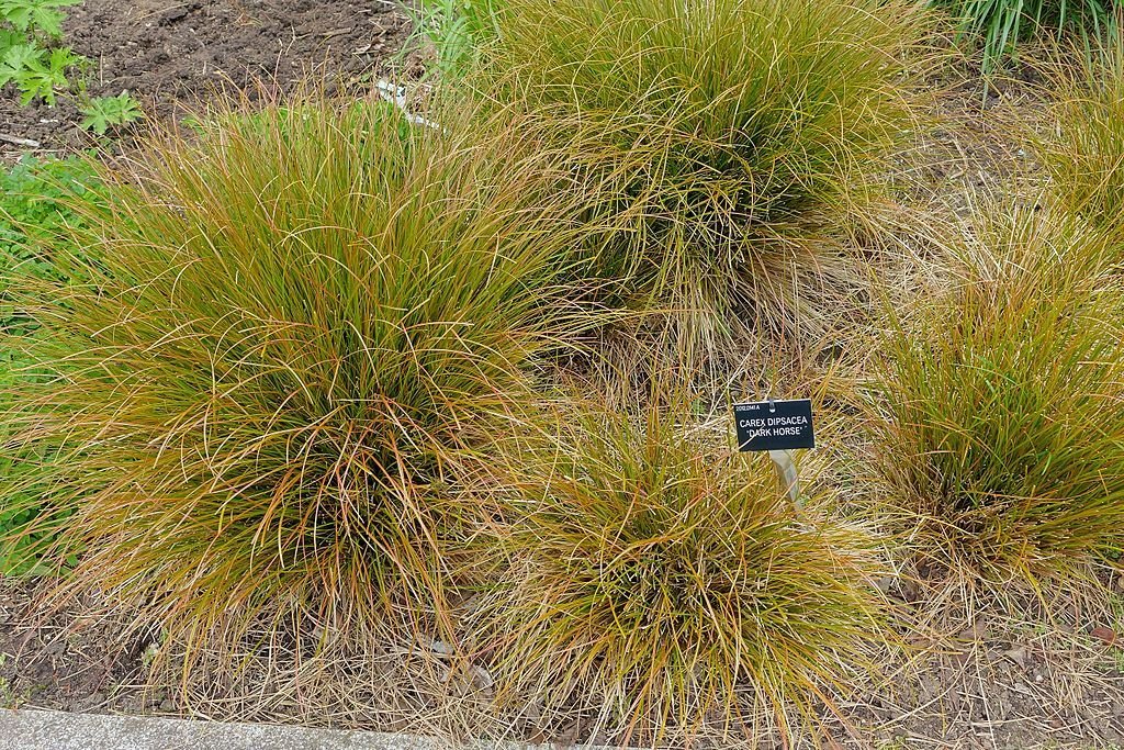 Carex dipsacea 'Dark Horse' (Carex dipsacea 'Dark Horse')