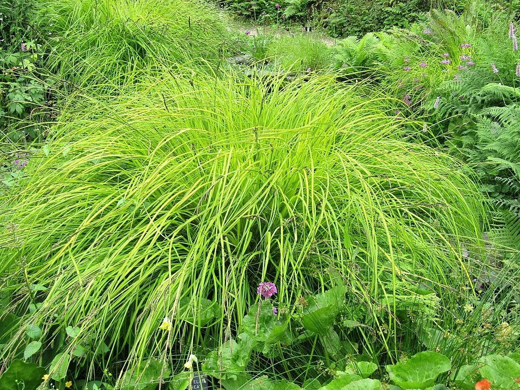 Carex elata 'Aurea' (Carex elata 'Aurea')