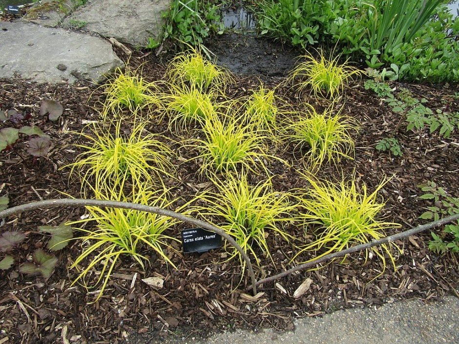 Onde plantar Carex elata 'Aurea' (Carex elata 'Aurea')_2