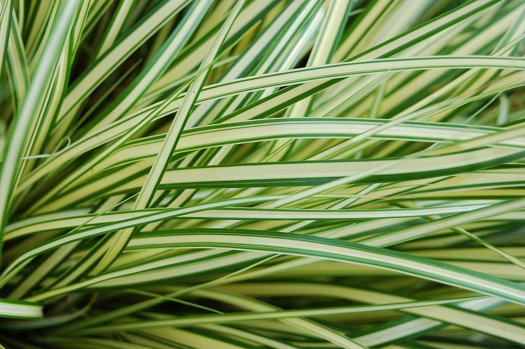 Carex oshimensis 'Evergold' (Carex oshimensis 'Evergold')