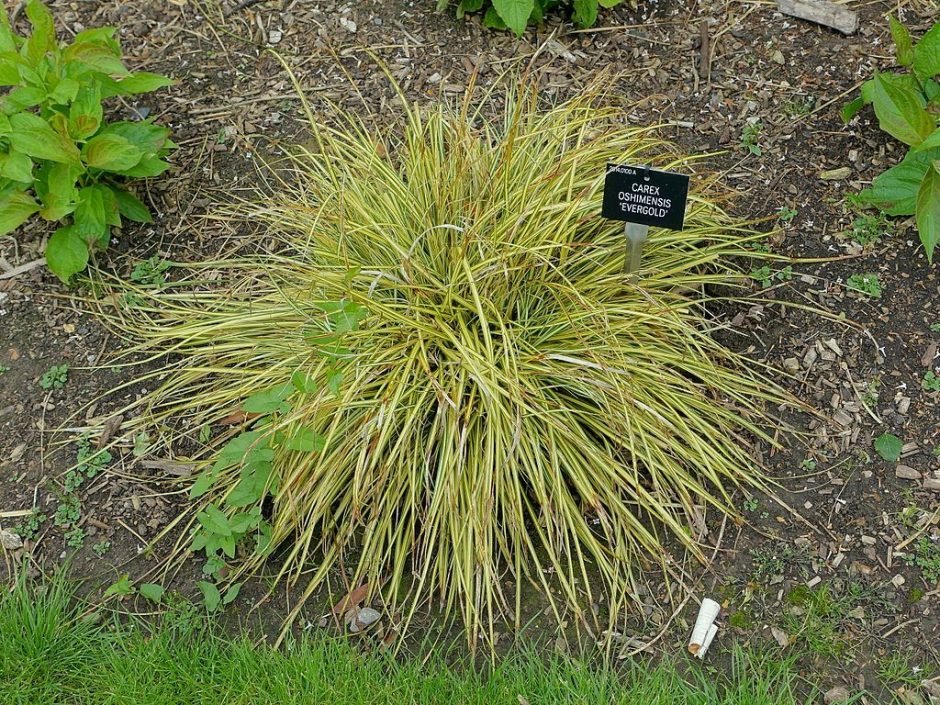 Como plantar Carex oshimensis 'Evergold' (Carex oshimensis 'Evergold')_1