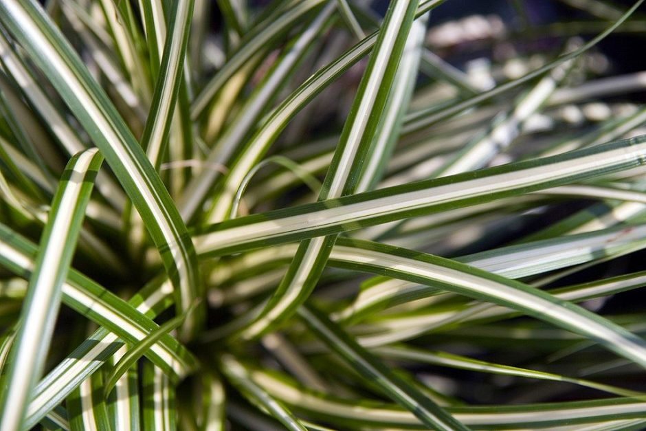 Onde plantar Carex oshimensis 'Evergold' (Carex oshimensis 'Evergold')_2