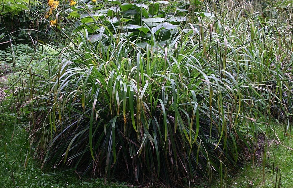 Carex pendula (Carex pendula)