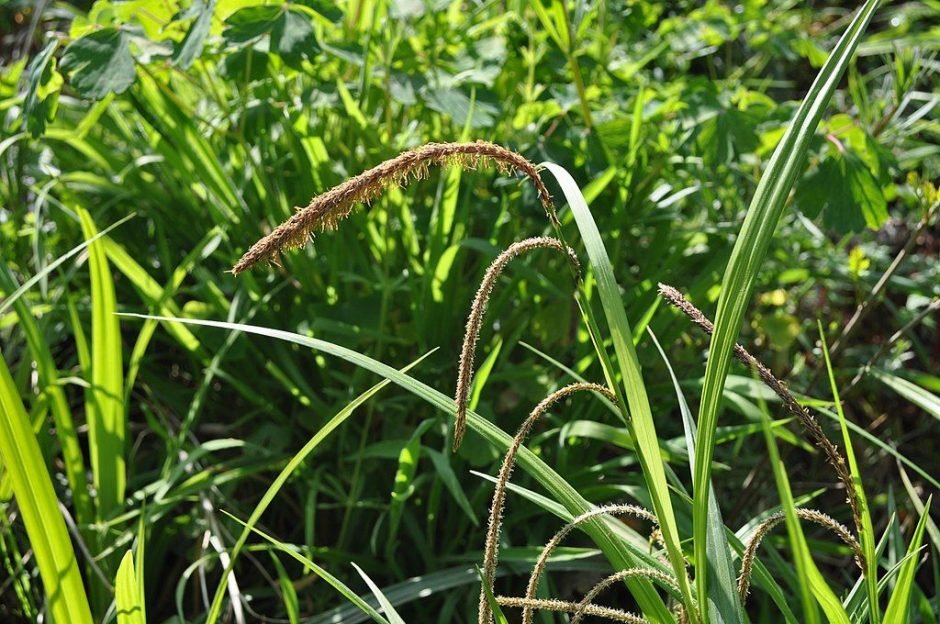 Como plantar Carex pendula (Carex pendula)_1