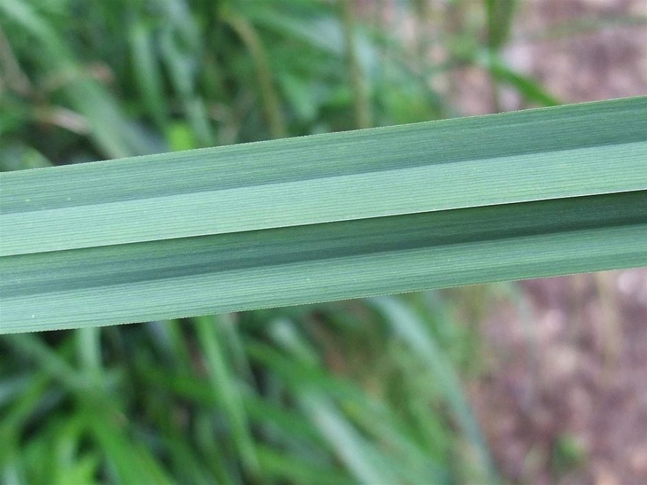 Onde plantar Carex pendula (Carex pendula)_2