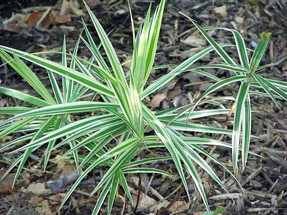Carex phyllocephala 'Sparkler' (Carex phyllocephala 'Sparkler')