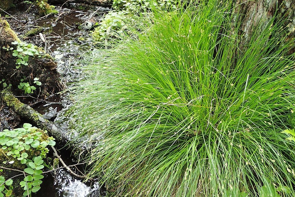 Carex remota (Carex remota)