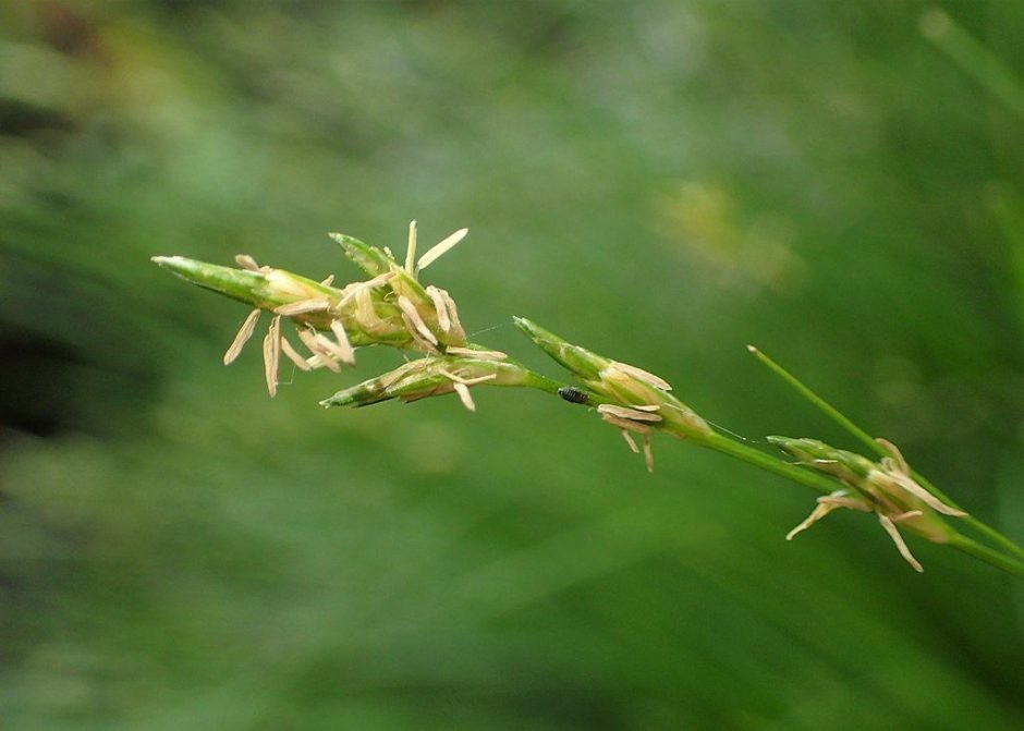 Como plantar Carex remota (Carex remota)_1
