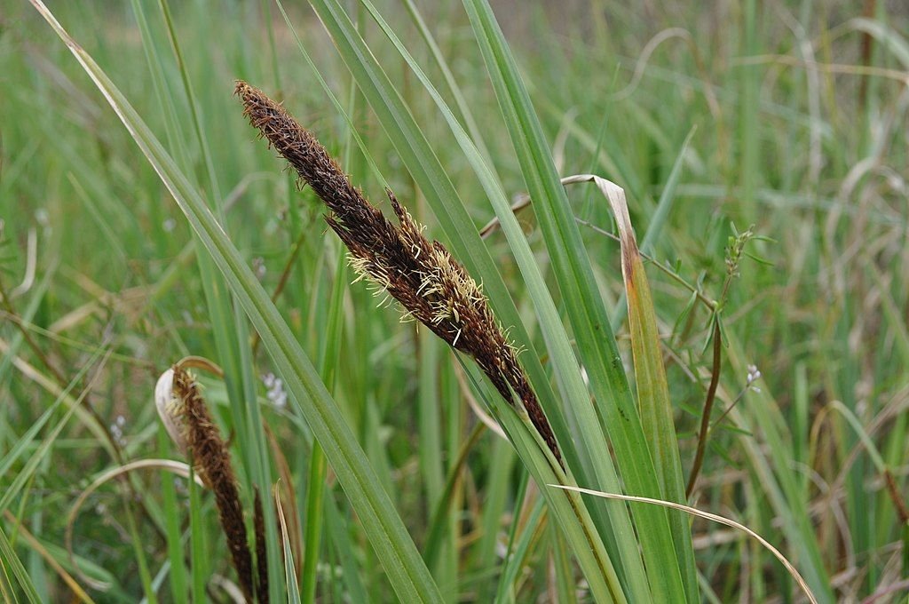 Carex riparia (Carex riparia)