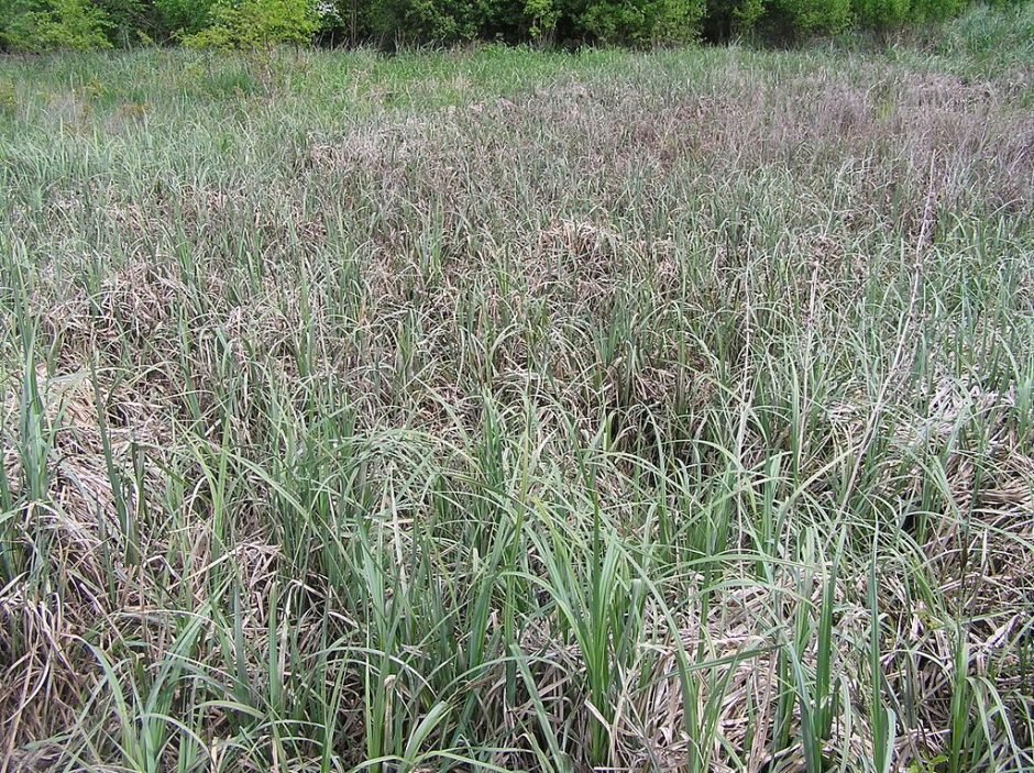 Como plantar Carex riparia (Carex riparia)_1