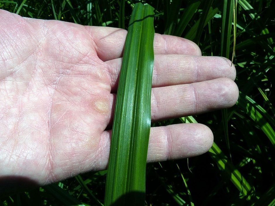 Onde plantar Carex riparia (Carex riparia)_2