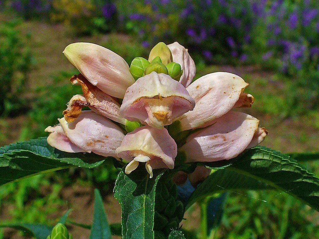 Chelo (Chelone glabra)