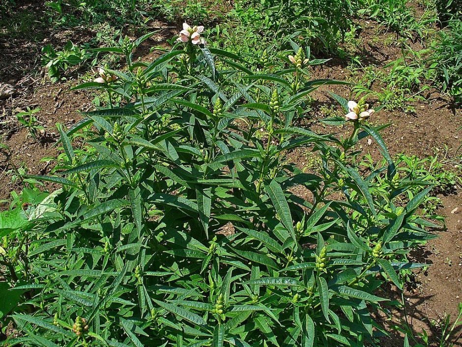 Como plantar Chelo (Chelone glabra)_1