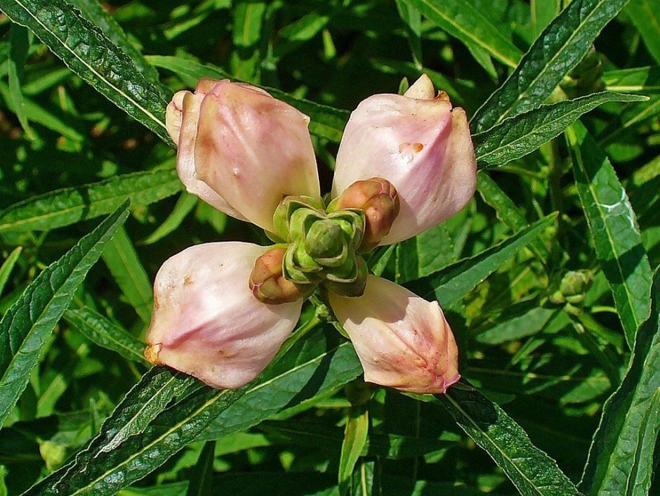Onde plantar Chelo (Chelone glabra)_2