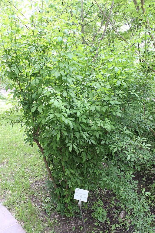 Como plantar Eleutherococcus sieboldianus (Eleutherococcus sieboldianus)_1