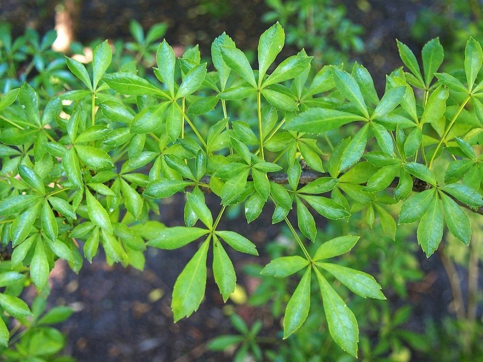 Onde plantar Eleutherococcus sieboldianus (Eleutherococcus sieboldianus)_2