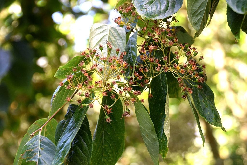 Fotínia beauverdiana (Photinia beauverdiana)