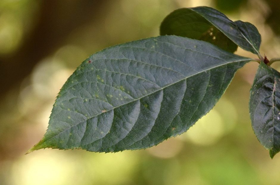 Como plantar Fotínia beauverdiana (Photinia beauverdiana)_1